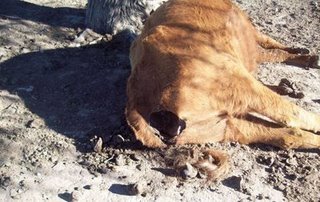 Argentina Cattle Mutilation Puelches