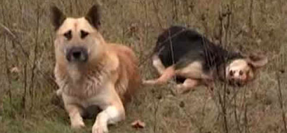 交通事故により引き裂かれた2匹の犬、1週間以上過ぎてもメスの遺体から離れようとしない犬