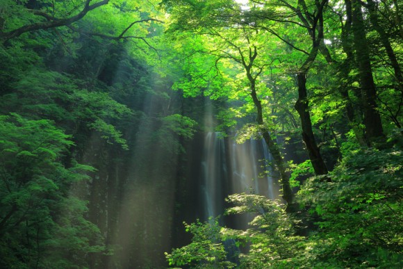 荒れ果てた土地に400万本の苗木を植え、20年近い年月をかけ、見事な森を復活させた夫婦の物語（ブラジル）