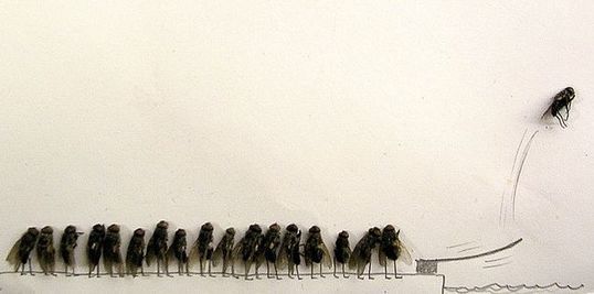 dead_flies_06