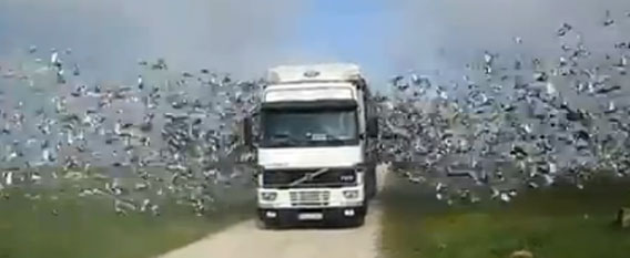 圧巻！トラックから大量の伝書鳩が一斉に放たれる光景