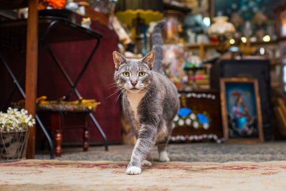 ニューヨークで会える。ニューヨークの様々な店にいる約40匹の猫たちを激写「Shop Cats of New York」