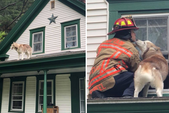 屋根に上って降りられなくなくなった犬、消防士に助けられやさしくキスをする（アメリカ）