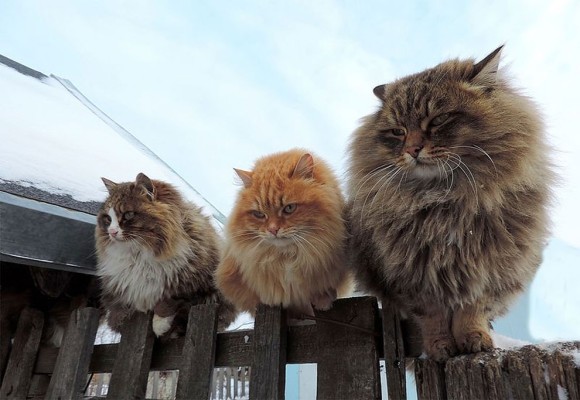 cat9_e