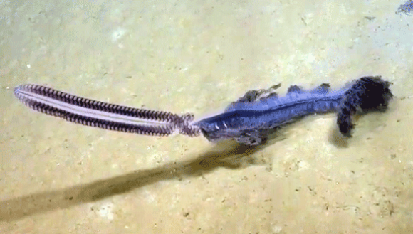 なんというインテリジェンスデザイン。のこぎりヘッドをもったクダクラゲの一種が深海にて発見される