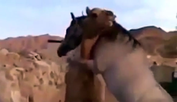 動物たちにも愛情がある。時にそれをストレートに表現する。再会を果たしたラクダに駆け寄り抱き着く馬