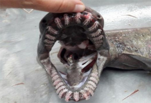 トゲのような歯を持つ深海の古代サメが捕獲される（ポルトガル）