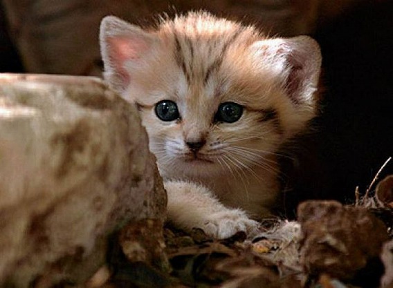 sand_cat_kitten_05