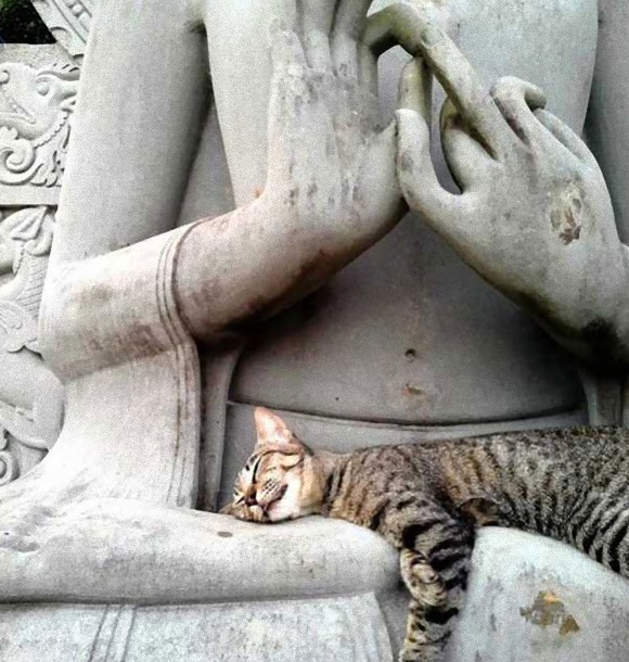 意外と良く合う。仏像と猫のツーショット光景「仏猫」