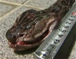 【動画】国内最長！2.42メートルのハブが捕獲される（沖縄）