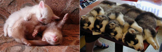 うとうとズキューン！破壊力のある動物たちの夢心地なスリーピングポーズ