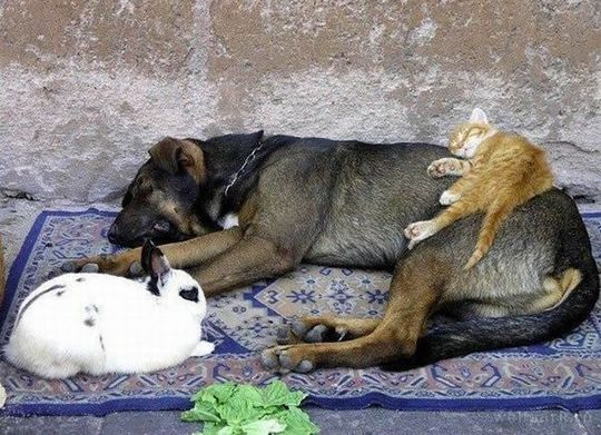 animals_64_17