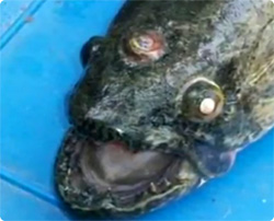 アルゼンチンの貯水池で３つ目の牙魚（タライーラ）が釣り上げられる