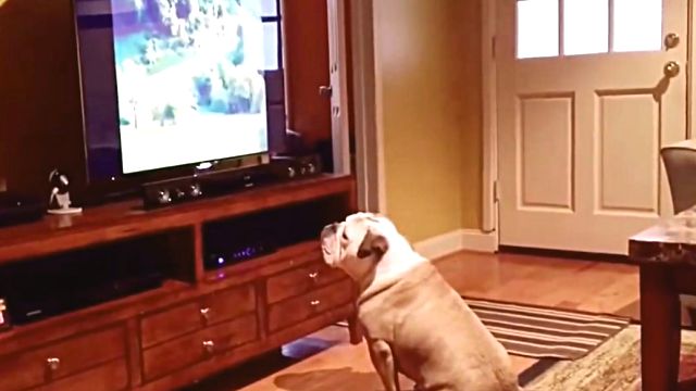 「テレビを見るときは3メートル離れて！」とか叱られるのを、無視し続けていた犬に報いが訪れた