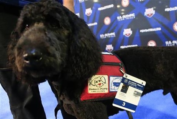 オリンピックの水泳選手にセラピー犬が導入される。身も心も癒されると選手たちから大好評（アメリカ）