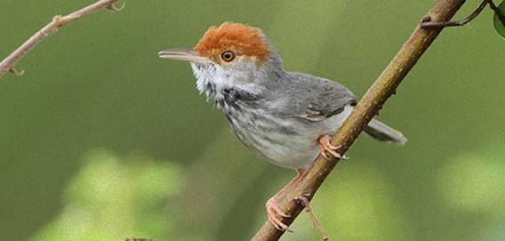 オレンジ頭の新種の鳥がカンボジアの都市圏内で発見される