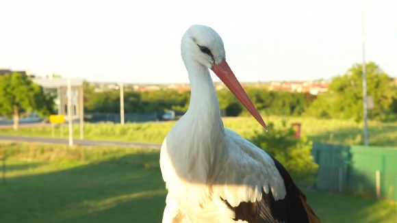 klepetan