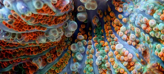 海に沈ませとくのはもったいない、配色と造形美が突出するカラフルなサンゴ礁の生き物たち