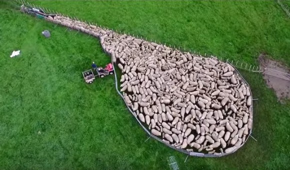 これは巨大なる生命体。ドローンで撮影した羊の群れが一斉に移動する壮大なる映像