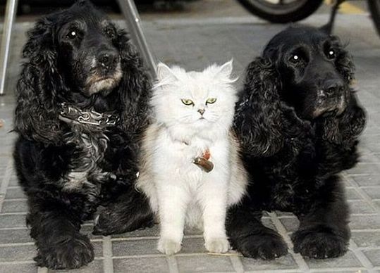 animals_64_18