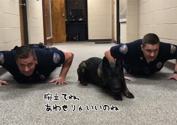 息もぴったり！忠実な警察犬が警官と一緒に腕立て伏せを披露（アメリカ）
