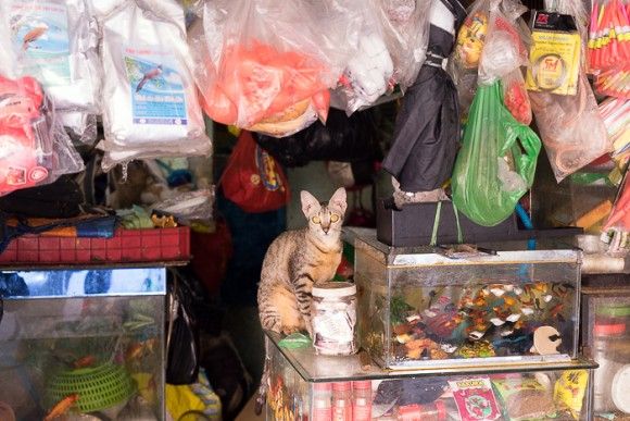 ベトナム、ホーチミン市内のいたるところにいる猫と犬を撮影した映像