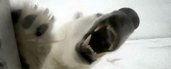 エサ発見！突如近づいてきた空腹のホッキョクグマにケージの上から襲われるカメラマン（ノルウェー）