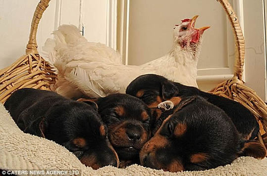 Hen-puppies
