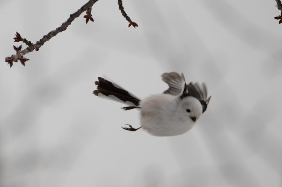 森の妖精 雪の妖精 とにかく爆きゅん ふっくらかわいい鳥 シマエナガ 13年10月7日 Biglobeニュース