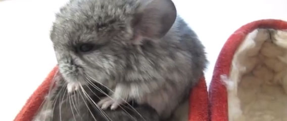 一緒がいいよー。きゅうきゅうチンチラ、1つの靴に丸く収まった