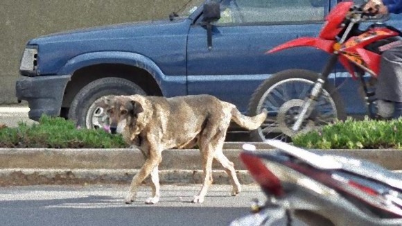 飼い主が死んでから5年。いまだ毎日、事故現場を訪れ、飼い主の帰りを待ち続けるボスニアの忠犬「ハチト」