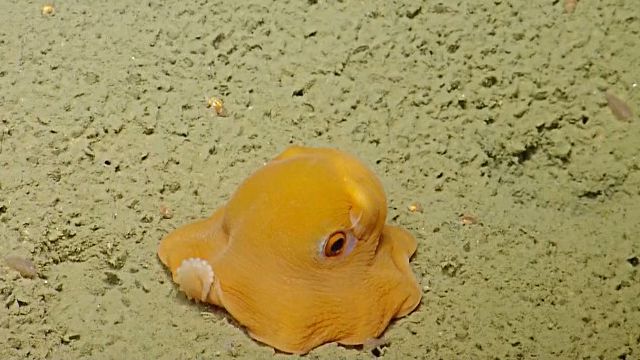 「写真苦手なんだよ～」何度見ても癒やされる、世界一可愛い深海生物メンダコはやっぱり超キュートな件