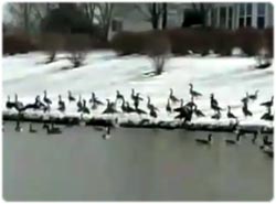 良く訓練されたシリーズ、ガチョウの場合