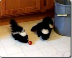 ピィピィ遊ぶよ、スカンクの子どもたち