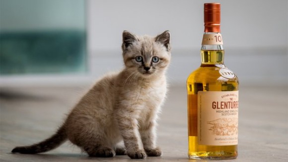うまいウイスキーは猫の手を借りて作られていた。ウイスキーキャットと呼ばれる猫たちの物語