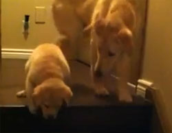 階段はこうやって降りるんだよ。子犬に降り方をやさしく教える先輩犬（カナダ）