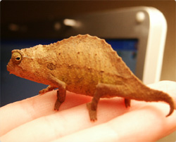 こんなに小さくても機能はしっかりカメレオン、ネットアイドル生物図鑑「ヒゲコノハカメレオン」