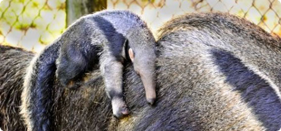 ママの背中にぴったりんこ。オオアリクイの赤ちゃんが生まれたよ