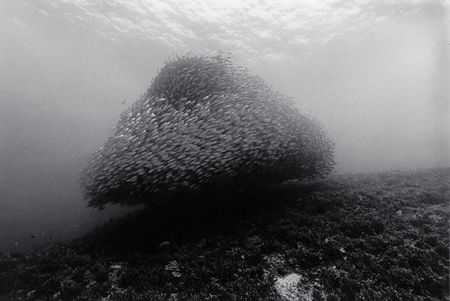 fish_01