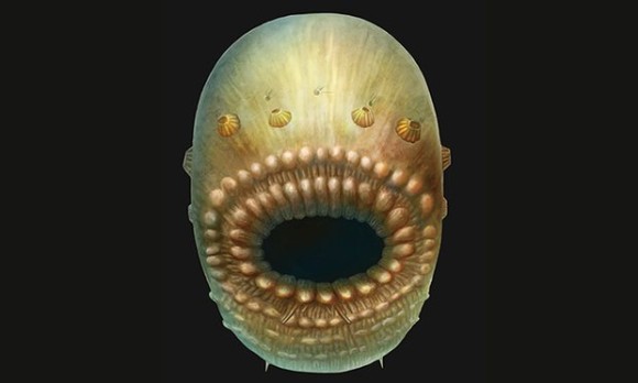 これが人類最古の祖先だと？肛門のような口をもつクリーチャーの存在が明らかに（英研究）