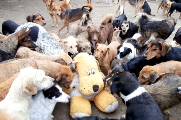 総勢450匹の犬が幸せな第二の人生を歩むために暮らす場所、セルビアにある犬の聖地