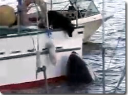 犬と友だちになりたかったシャチの純情