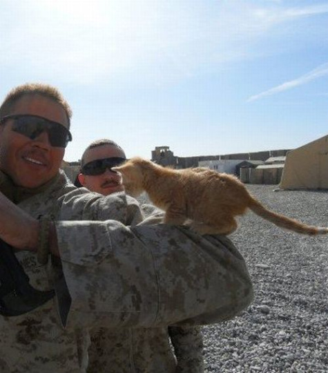 kittens_found_by_us_marines_in_afghanistan_05