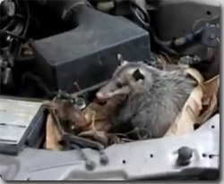奴が再び戻ってきた、しかも友だちまで連れ込んで・・・俺の車のボンネットの中に巣食うオポッサム