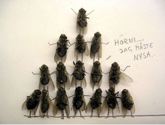 dead_flies_11