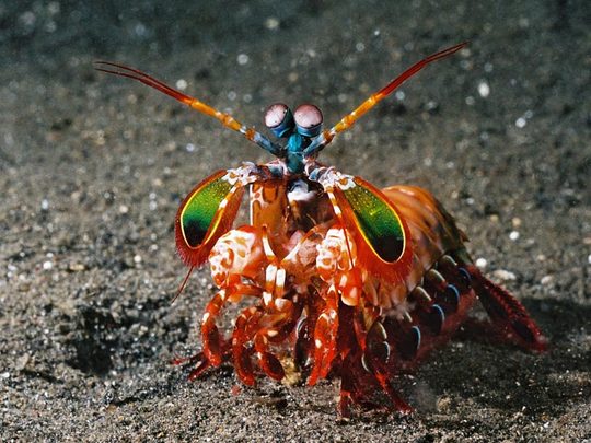 Mantis-Shrimp2