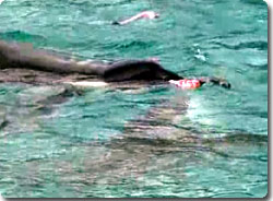 シャチの曲芸ショーが一転、ペリカンの殺戮ショーに（アメリカ）