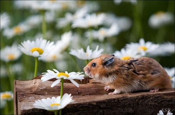 hamsters_09