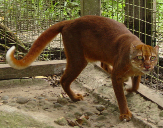 bay_cat_001-2