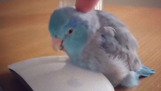 マウスがちょうどいいサイズ感。インコのお昼寝を見てちょっと一息いれようじゃないか。